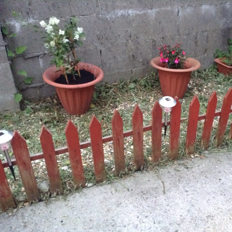 plant image 149524