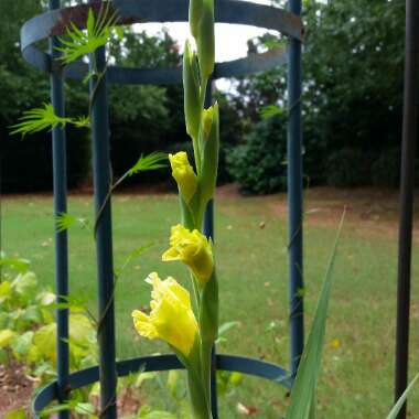 Gladioli