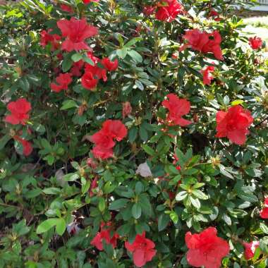 Azalea