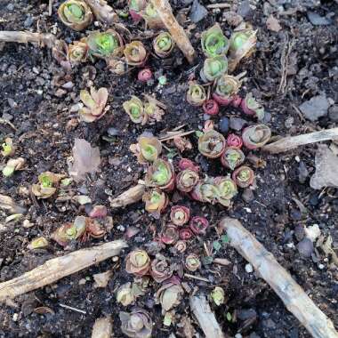 Cheryl 's garden