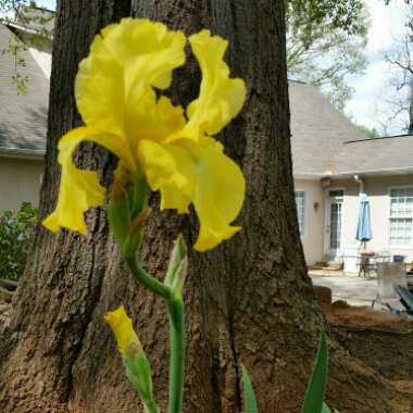 Bearded Iris