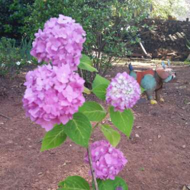 Hydrangea