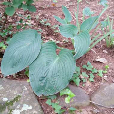 Plantain Lily 'Fragrant Blue'