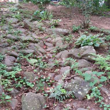 Cheryl 's garden