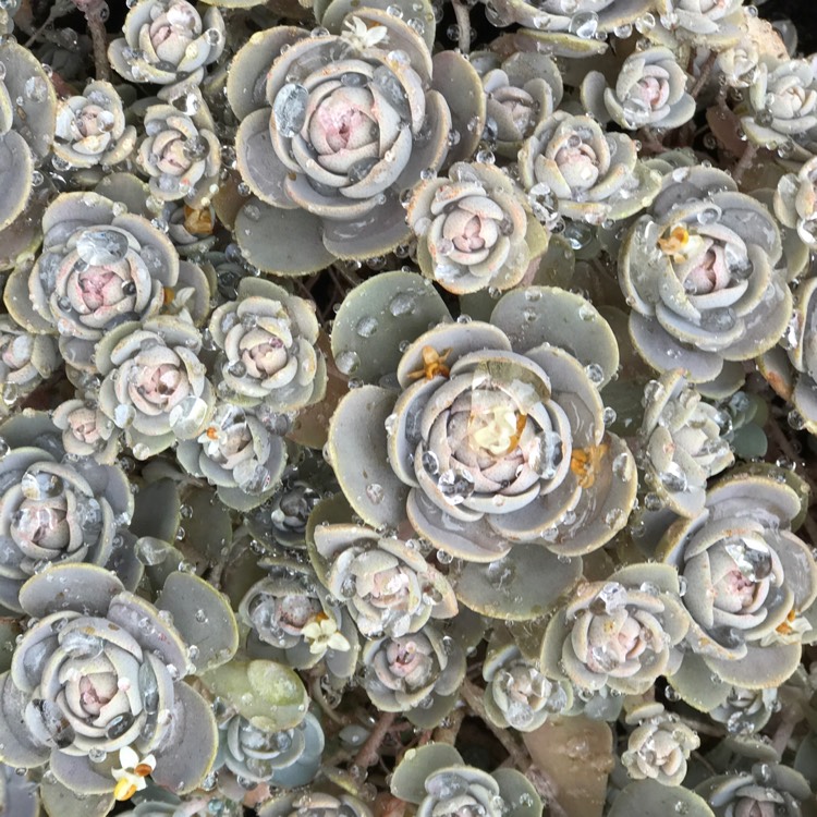 Plant image Orostachys