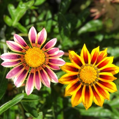 Cheryl's garden