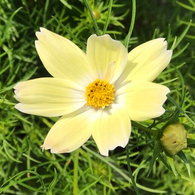 Cosmea 'Lemonade'