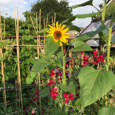 Cheryl's garden