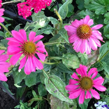 Cheryl's garden