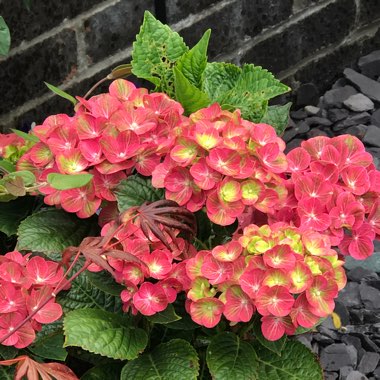 Cheryl's garden