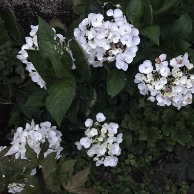 Hydrangea