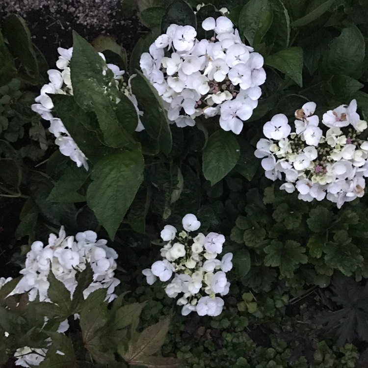 plant image 491085