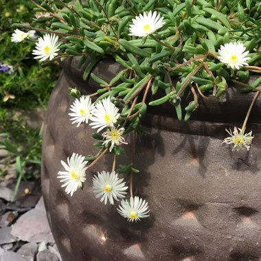 Cheryl's garden