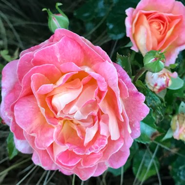 Cheryl's garden