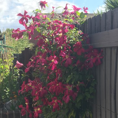 Cheryl's garden