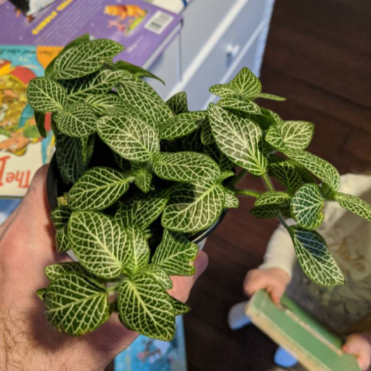 plant image 1240935