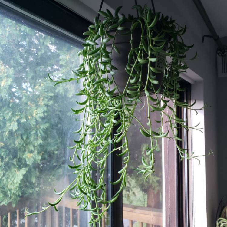 plant image 1139888