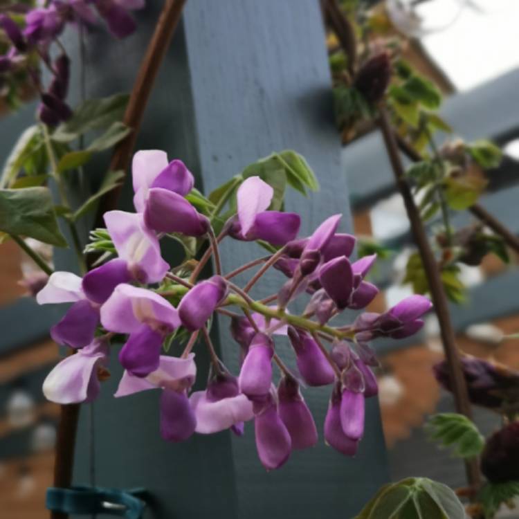 plant image 1008054