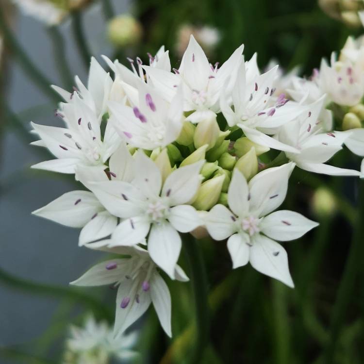 plant image 1063593 plant image 1063593