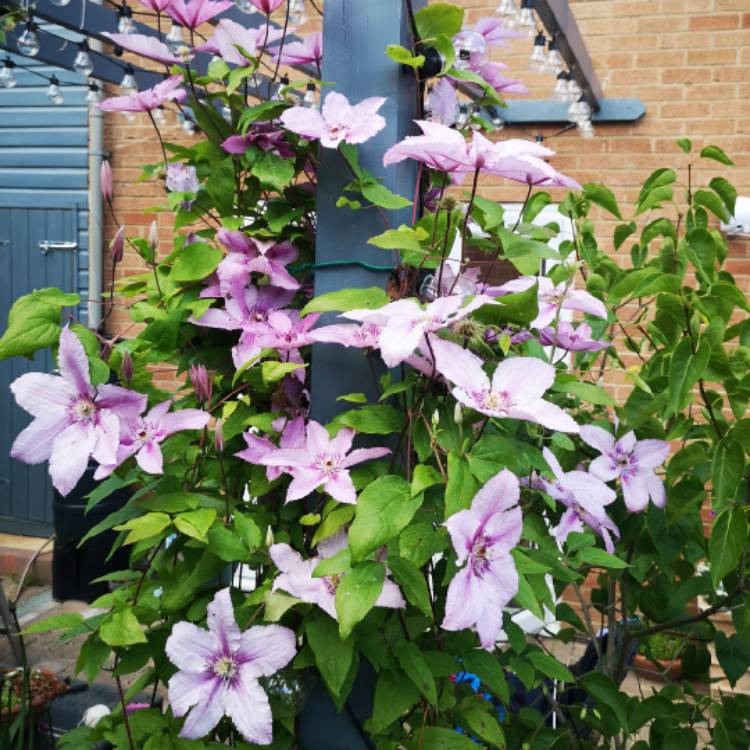 plant image 1098851