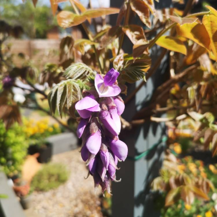 plant image 1276940
