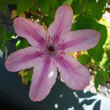 Clematis 'Hagley Hybrid'
