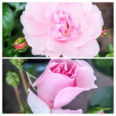 Cristina 's garden