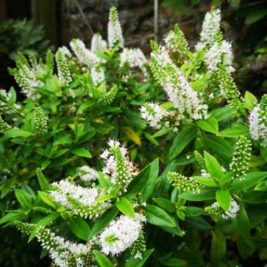 Shrubby Veronica