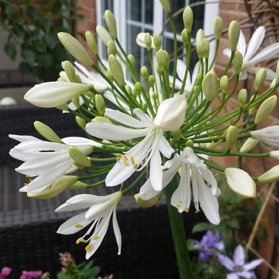plant image 167765