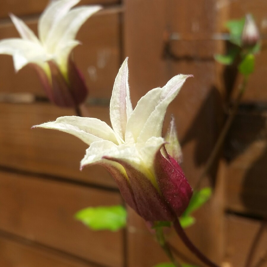 plant image 169177 plant image 169177
