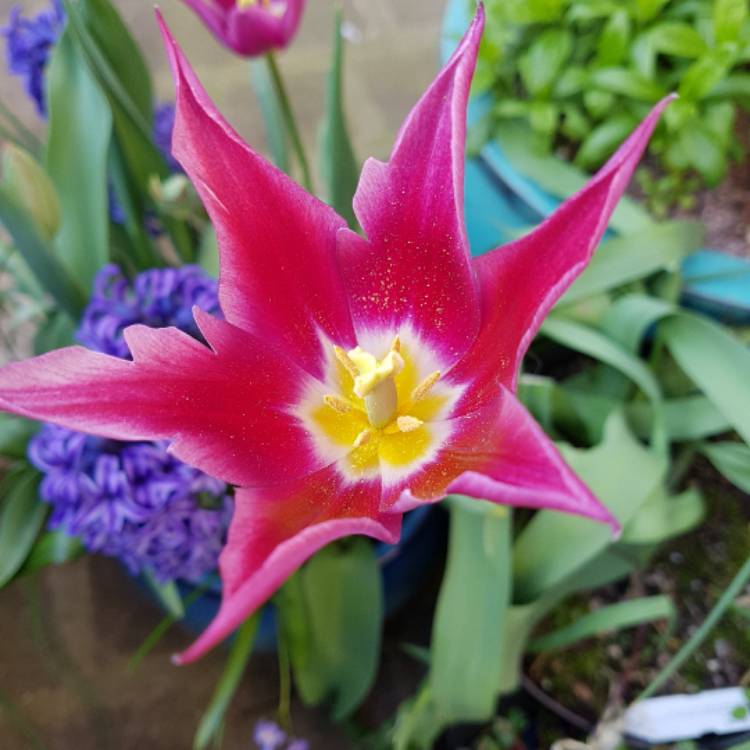 plant image 349966
