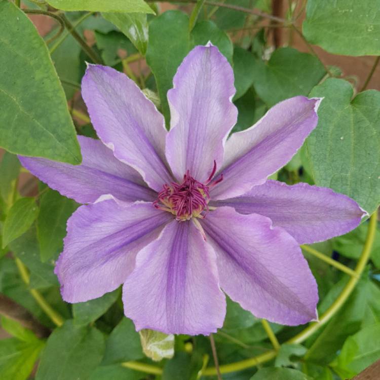 plant image 413299