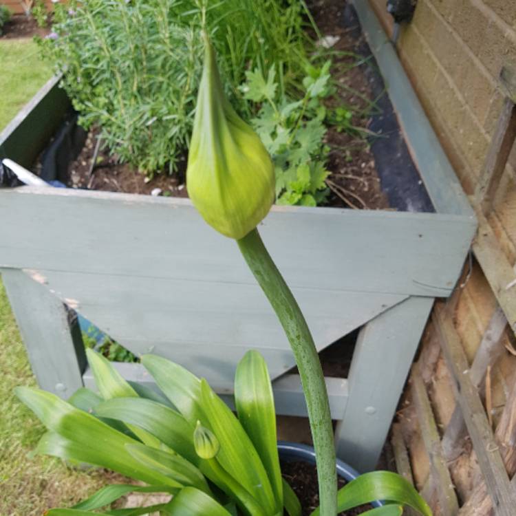 plant image 428959