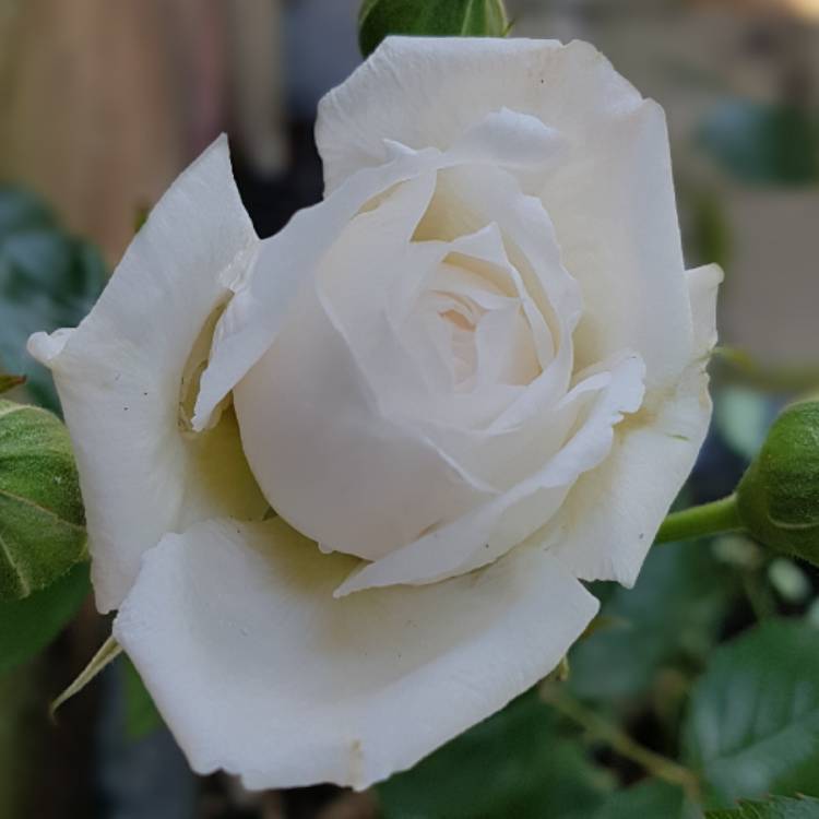 plant image 431802
