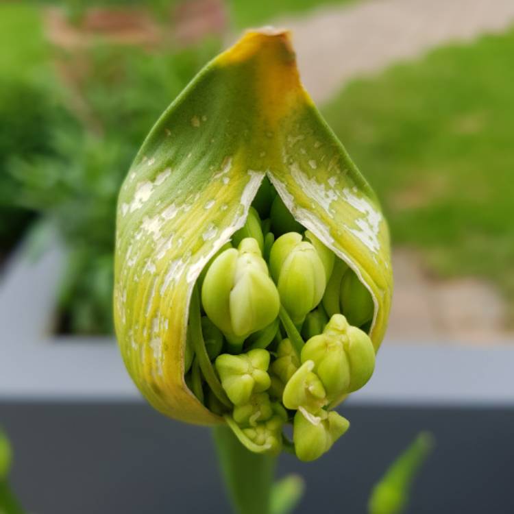 plant image 441102