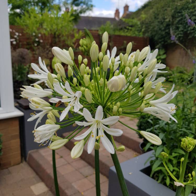 plant image 461053