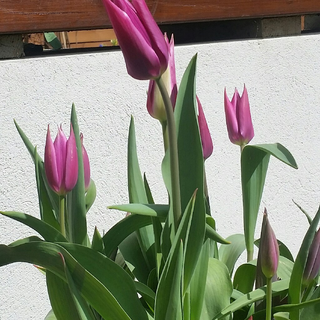 plant image 50653