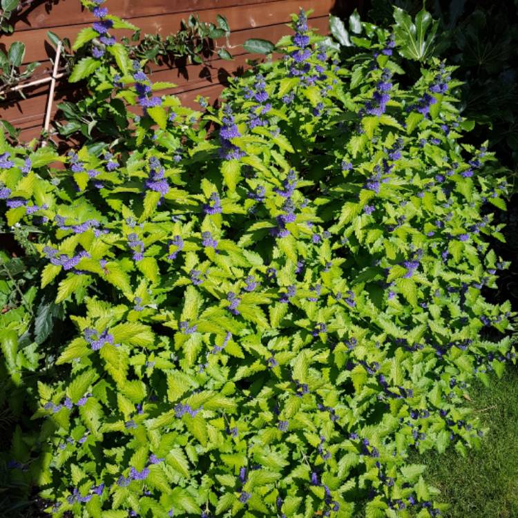 Plant image Caryopteris x clandonensis 'Hint of Gold Lisaura'
