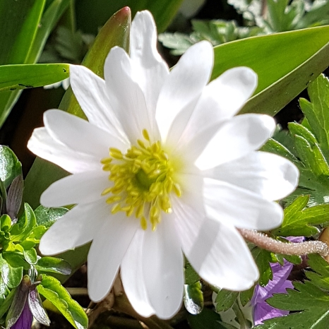 plant image 647660 plant image 647660