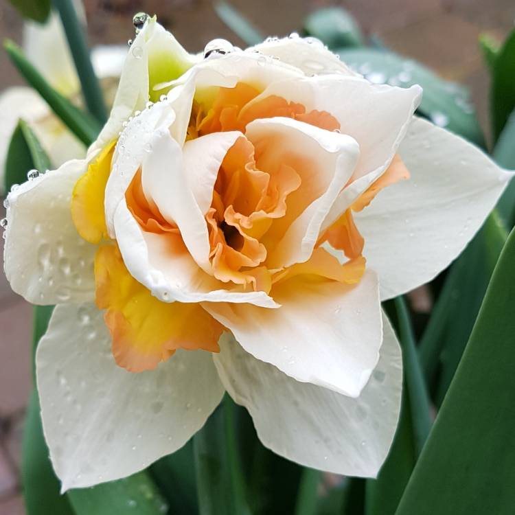 plant image 653064