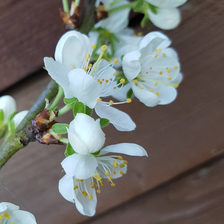 Plant image Prunus domestica 'Victoria'