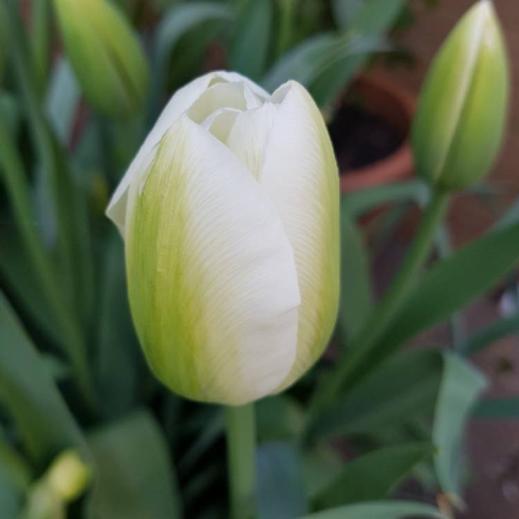 plant image 666749