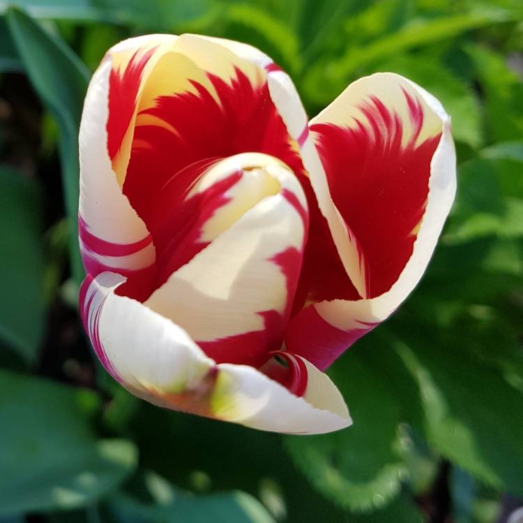 Plant image Tulipa 'Clearwater'