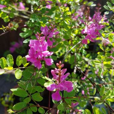 Indigofera himalayensis 'Silk Road'