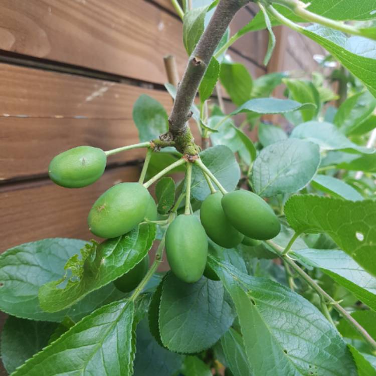 plant image 725110