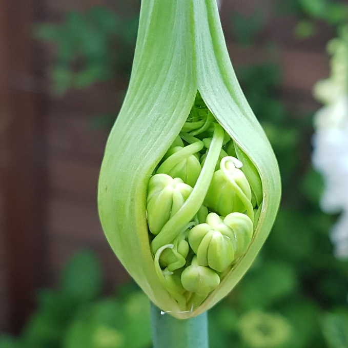 plant image 752375