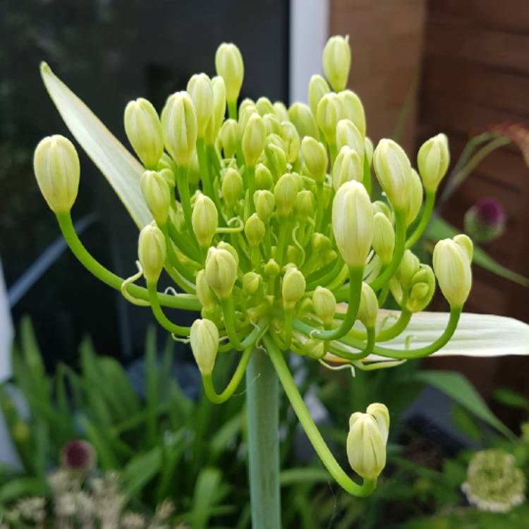 plant image 768098