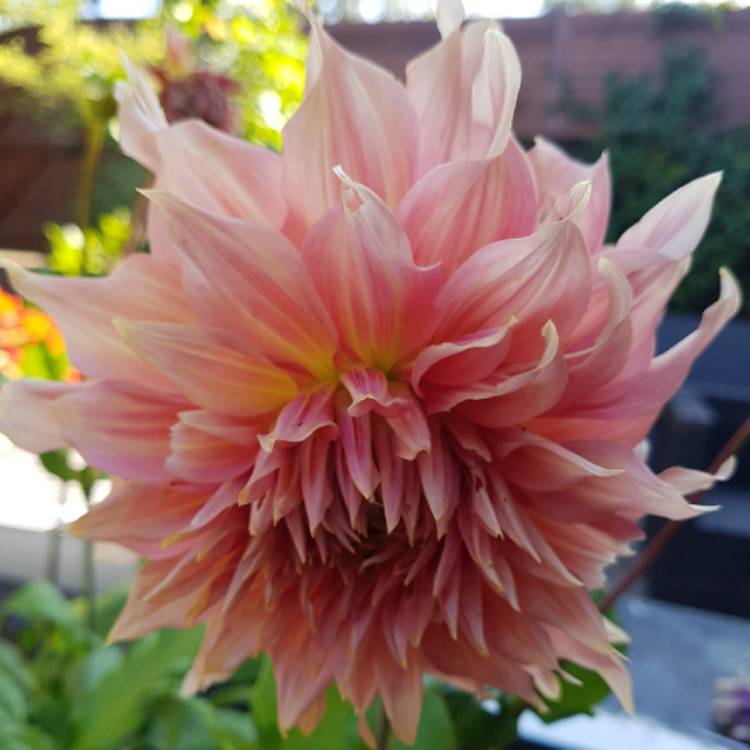 Plant image Dahlia 'Penhill Watermelon'