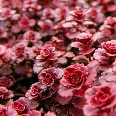 Sedum Spurium Schorbusers Blut