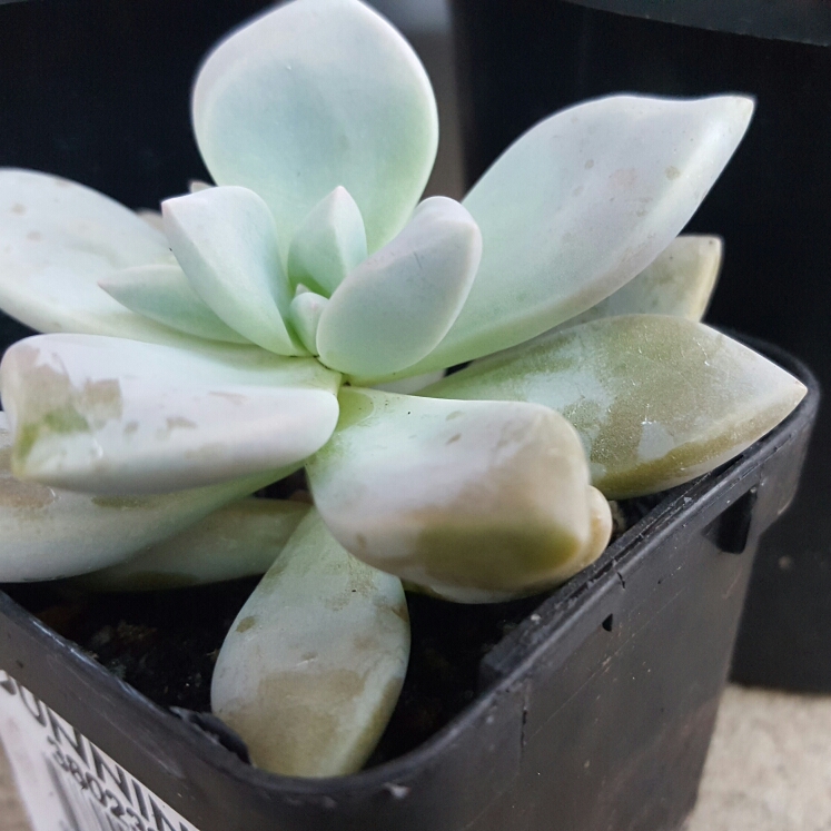 plant image 212855